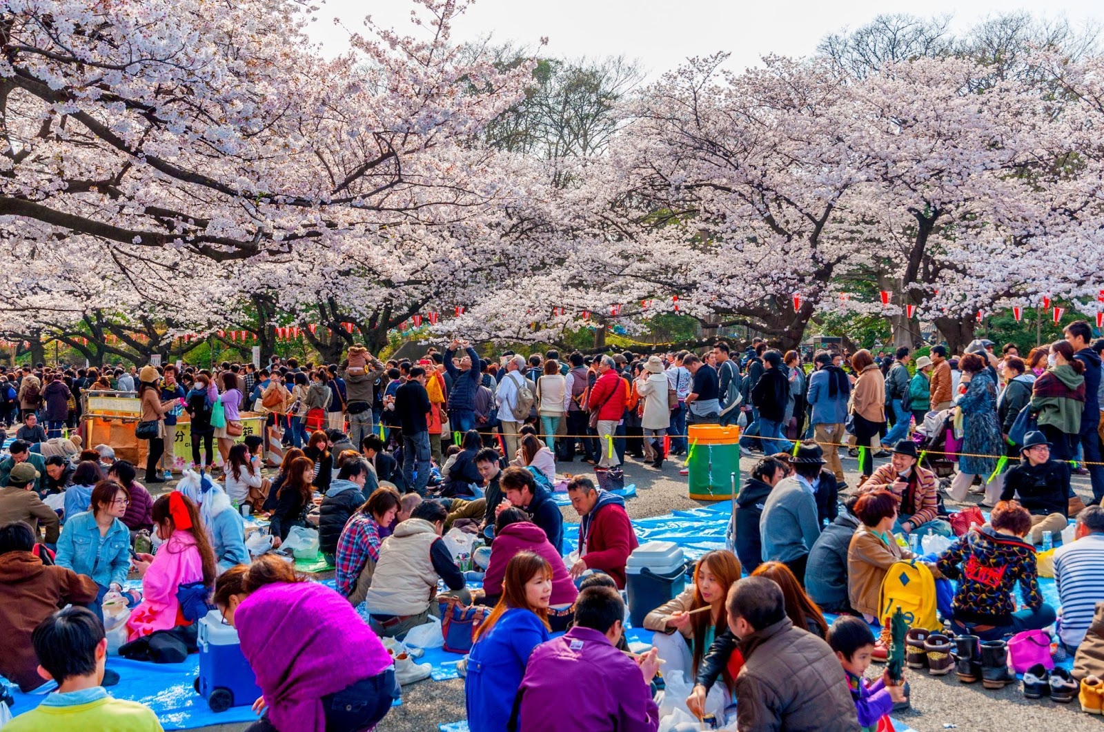 keunikan-tradisi-perayaan-sakura-di-jepang